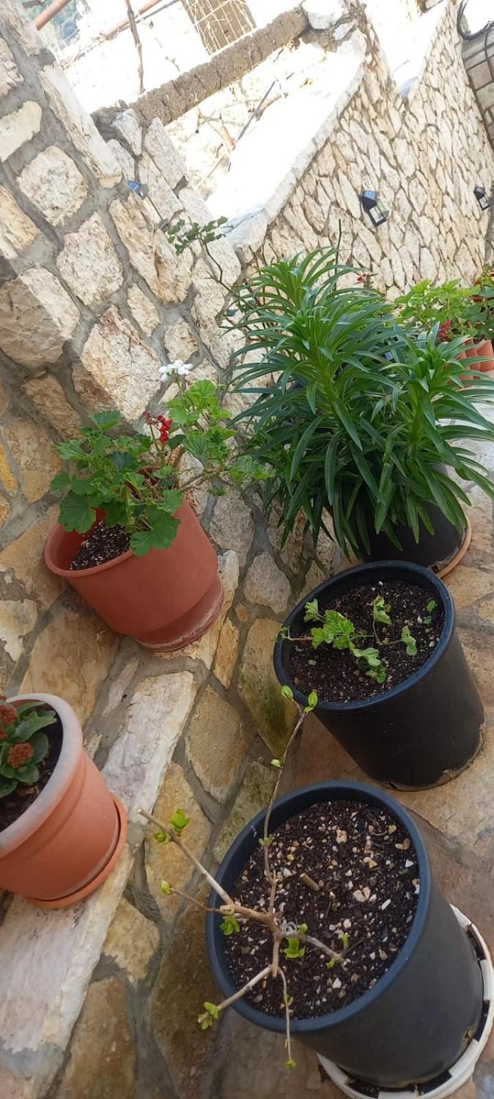 Himara Apartments エクステリア 写真
